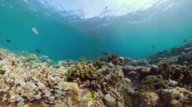 Mercan resifi ve tropikal balıklar