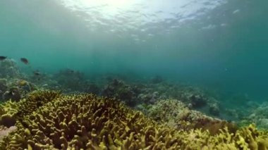 Mercan resifi ve tropikal balıklar