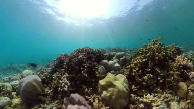 Mercan resifi ve tropikal balıklar