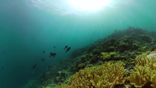 Recifes de coral e peixes tropicais — Vídeo de Stock