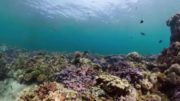 Recifes de coral e peixes tropicais — Vídeo de Stock