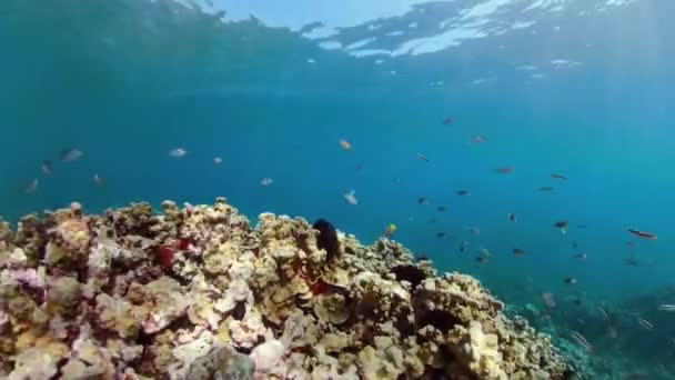 Recifes de coral e peixes tropicais — Vídeo de Stock