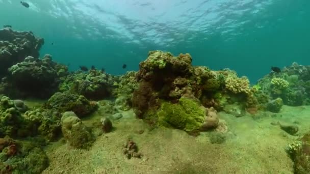 Arrecife de coral y peces tropicales — Vídeos de Stock