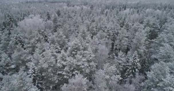 Paysage hivernal avec forêt. — Video