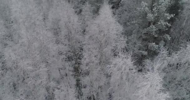 Paysage hivernal avec forêt. — Video
