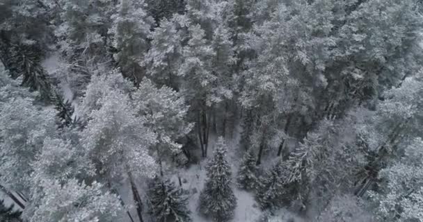 Χειμερινό τοπίο με δάσος. — Αρχείο Βίντεο