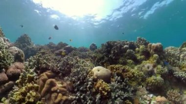 Mercan resifi ve tropikal balıklar