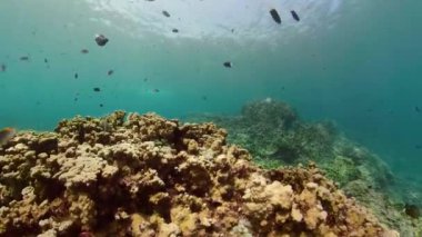 Mercan resifi ve tropikal balıklar