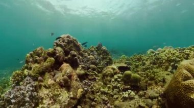 Mercan resifi ve tropikal balıklar