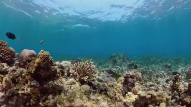 Mercan resifi ve tropikal balıklar