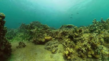 Mercan resifi ve tropikal balıklar