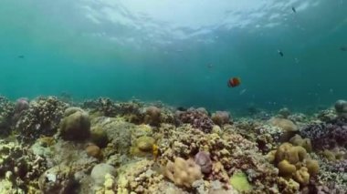 Mercan resifi ve tropikal balıklar