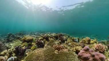 Mercan resifi ve tropikal balıklar