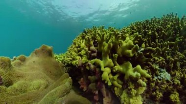 Mercan resifi ve tropikal balıklar