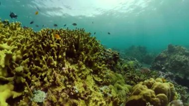 Mercan resifi ve tropikal balıklar