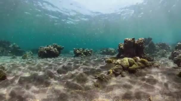 Arrecife de coral y peces tropicales — Vídeo de stock