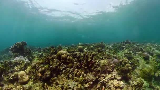 Recifes de coral e peixes tropicais — Vídeo de Stock