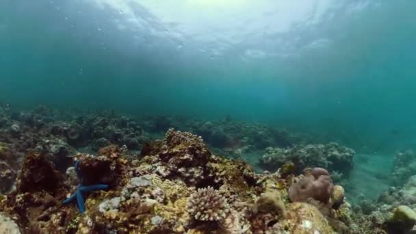 Mercan resifi ve tropikal balıklar — Stok video