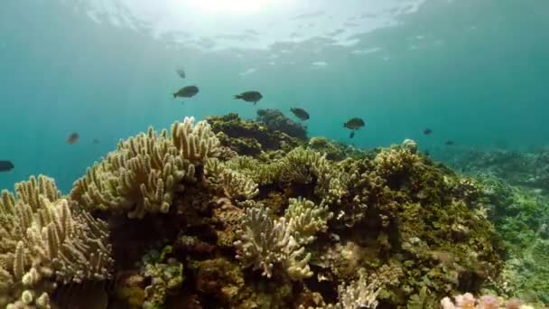Arrecife de coral y peces tropicales — Vídeos de Stock