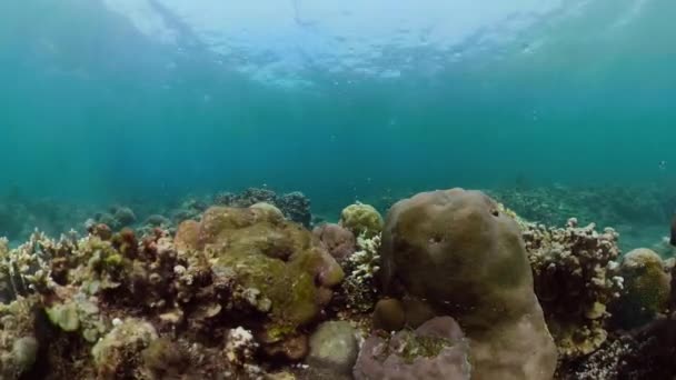 Recifes de coral e peixes tropicais — Vídeo de Stock