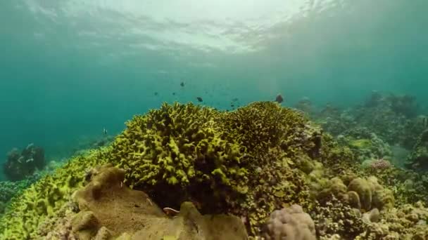 Arrecife Coral Peces Tropicales Submarinos Buceo Snorkel Los Arrecifes Coral — Vídeos de Stock
