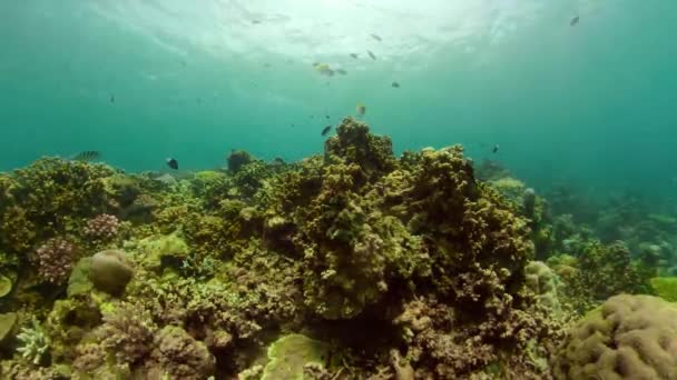 Arrecife de coral y peces tropicales — Vídeo de stock