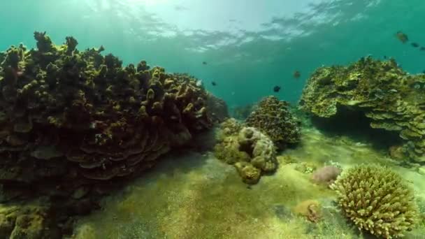 Korallrev och tropisk fisk — Stockvideo