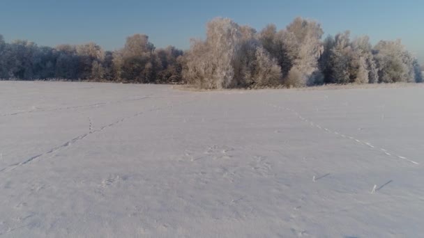 Paisaje invernal en el campo — Vídeos de Stock