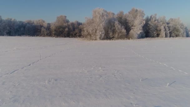 Зимовий пейзаж у сільській місцевості — стокове відео