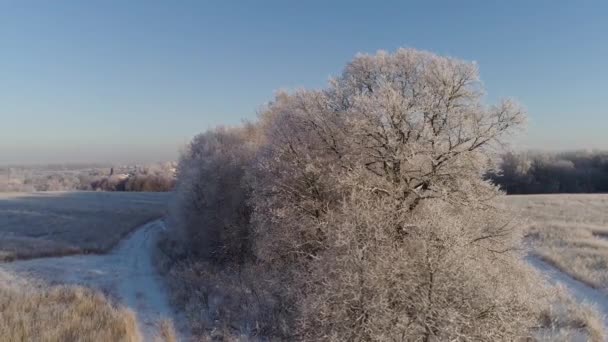 Paisagem de inverno no campo — Vídeo de Stock