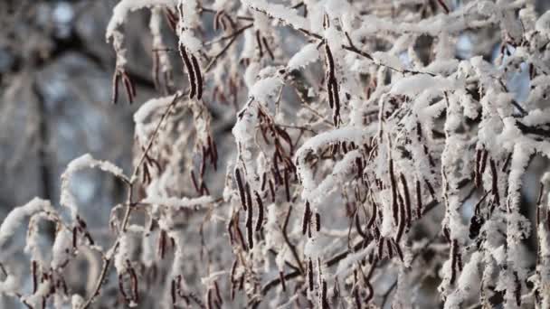 Árboles cubiertos de nieve — Vídeos de Stock