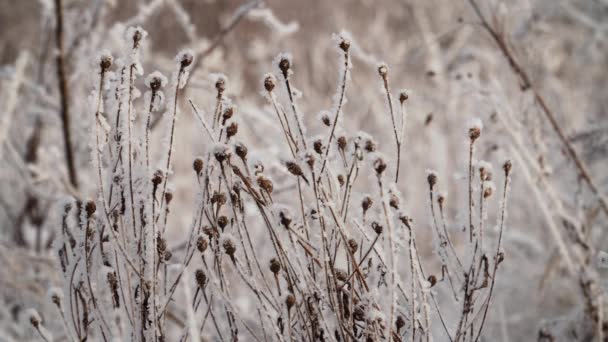 Sneeuw bedekt planten — Stockvideo