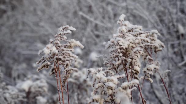 Plantas cubiertas de nieve — Vídeo de stock