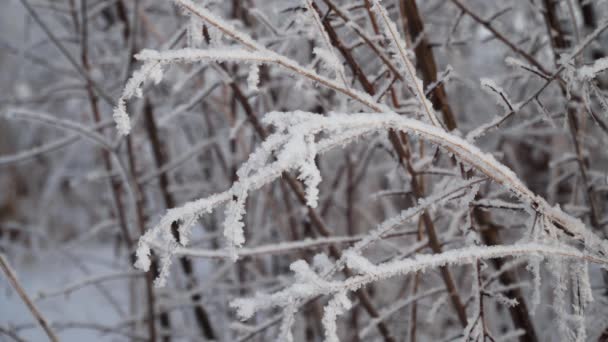 冰雪覆盖的植物 — 图库视频影像