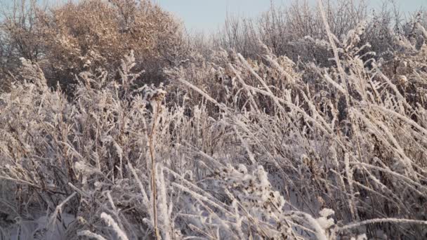 Sneeuw bedekt planten — Stockvideo