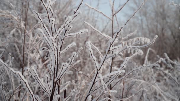 Сніг накривав рослин — стокове відео
