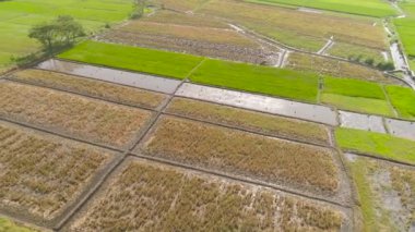 Endonezya 'da pirinç tarlası ve tarım arazisi