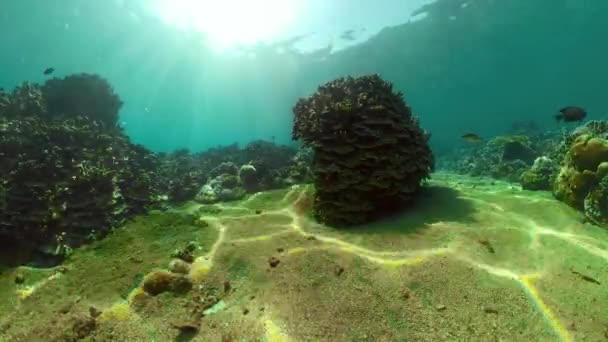 Arrecife de coral y peces tropicales — Vídeos de Stock