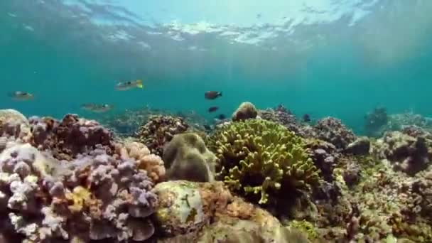 Korallrev och tropisk fisk — Stockvideo