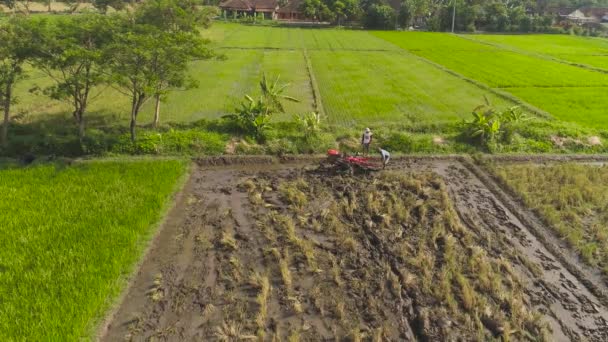 Agricultor em indonésia de campo de arroz — Vídeo de Stock