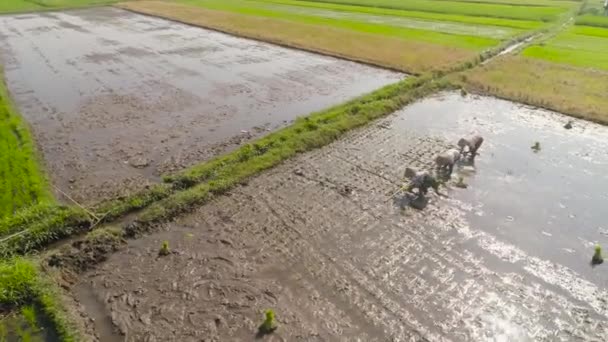 Los agricultores están plantando arroz — Vídeos de Stock