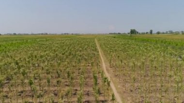 Endonezya 'da tütün tarlası