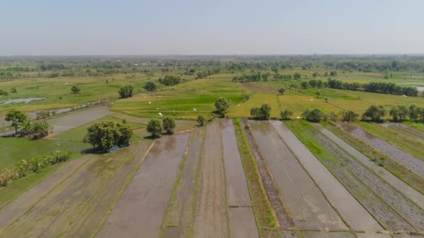 Αγροτεμάχιο ρυζιού και γεωργική γη στην Ινδονησία — Αρχείο Βίντεο