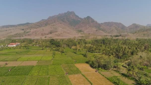 Landwirtschaftliche Flächen in Indonesien — Stockvideo