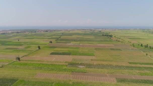 Terras agrícolas na indonésia — Vídeo de Stock