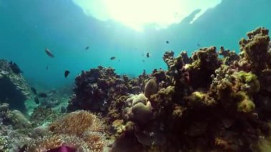 Mercan resifi ve tropikal balıklar