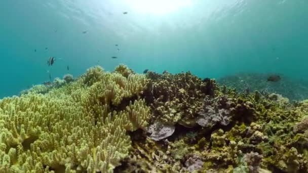 Arrecife de coral y peces tropicales — Vídeos de Stock