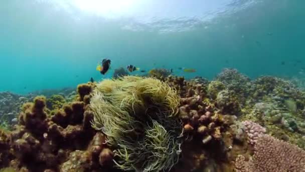 Arrecife de coral y peces tropicales — Vídeo de stock