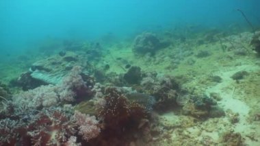 Mercan ve tropikal balık. Filipinler, Mindoro.