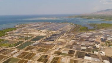 Endonezya 'da karides yetiştiriciliği